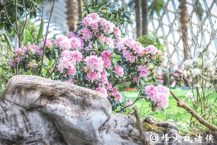 姚黄魏紫首度同框，高山秘境漫游绮鹃！辰山迎春花展2月16日启幕，属马免费